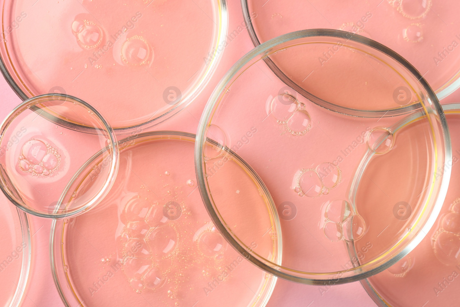 Photo of Petri dishes with liquid samples on pink background, flat lay