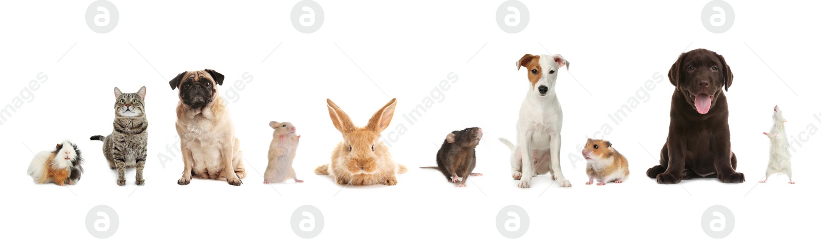 Image of Group of different domestic animals on white background, collage. Banner design