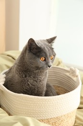 Adorable grey British Shorthair cat in basket on bed indoors