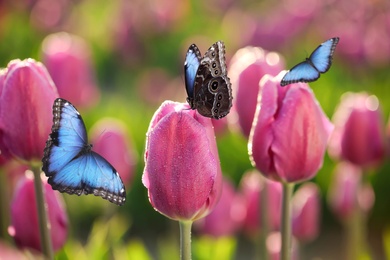 Image of Beautiful butterflies and blossoming tulips outdoors on sunny spring day