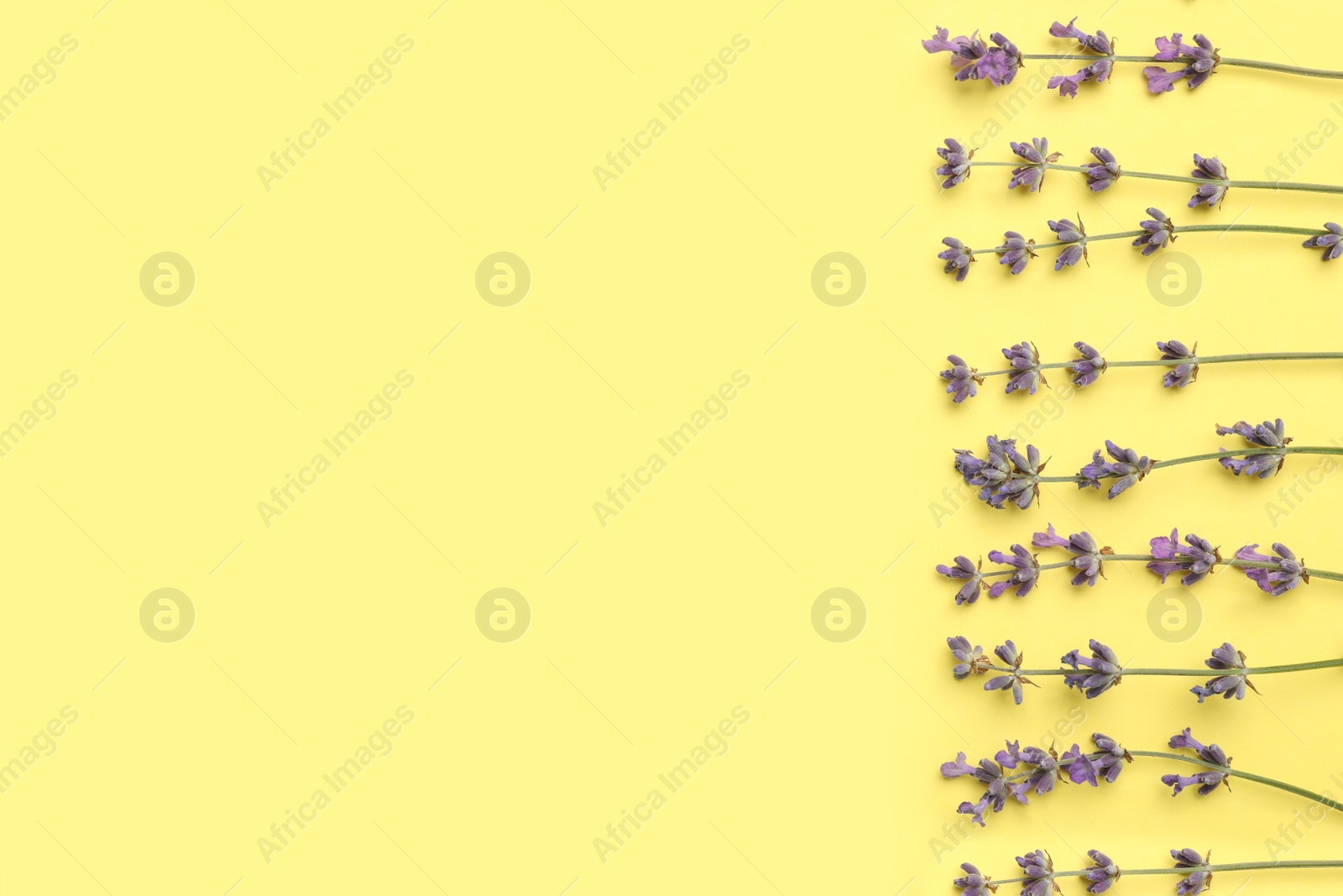 Photo of Beautiful lavender flowers on yellow background, flat lay. Space for text