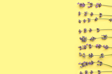 Photo of Beautiful lavender flowers on yellow background, flat lay. Space for text