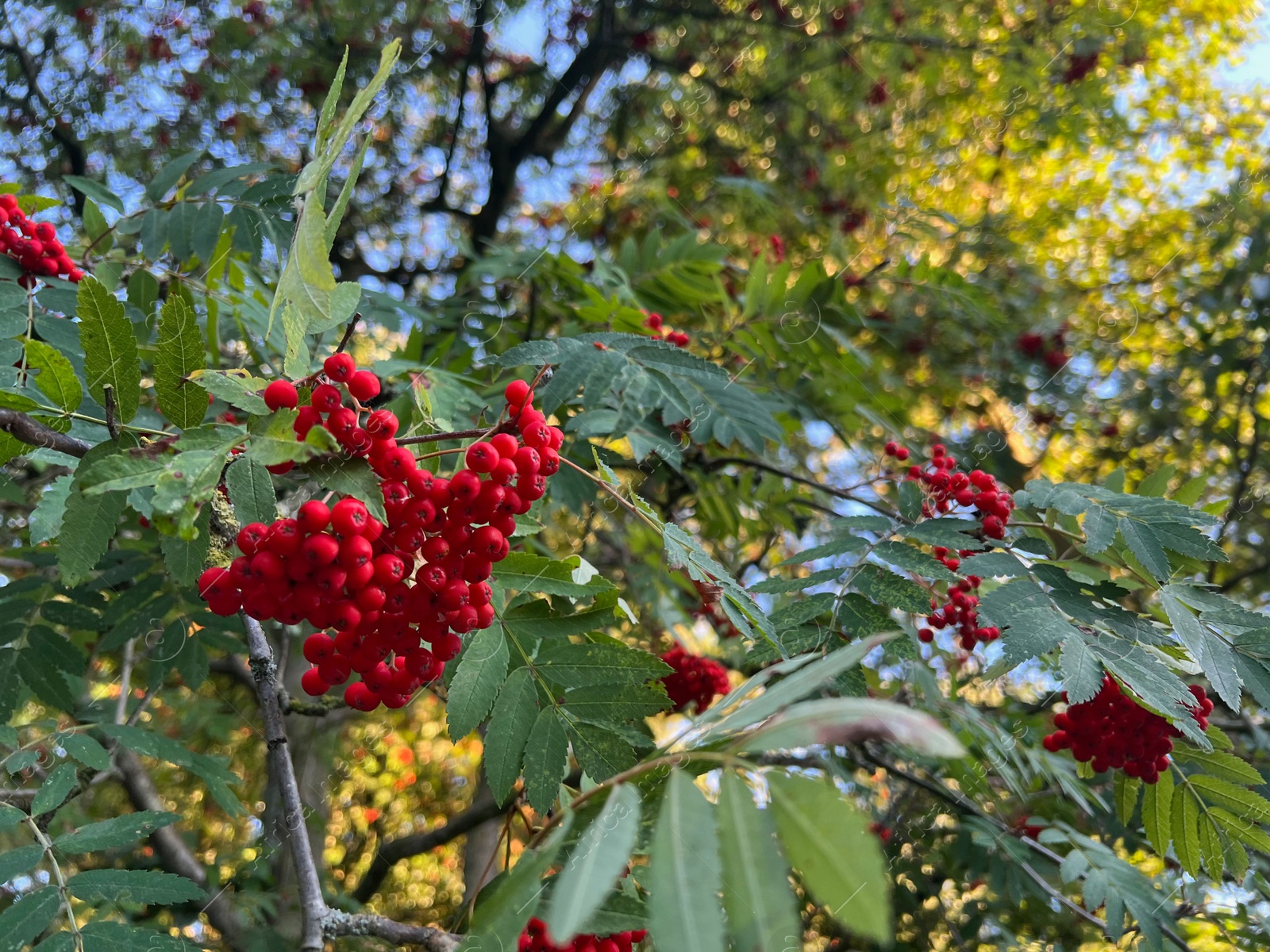 Photo of Rowan tree branches with red berries outdoors
