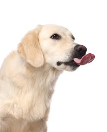 Photo of Cute Labrador Retriever showing tongue on white background