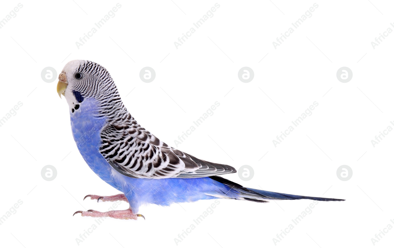 Photo of Beautiful parrot isolated on white. Exotic pet