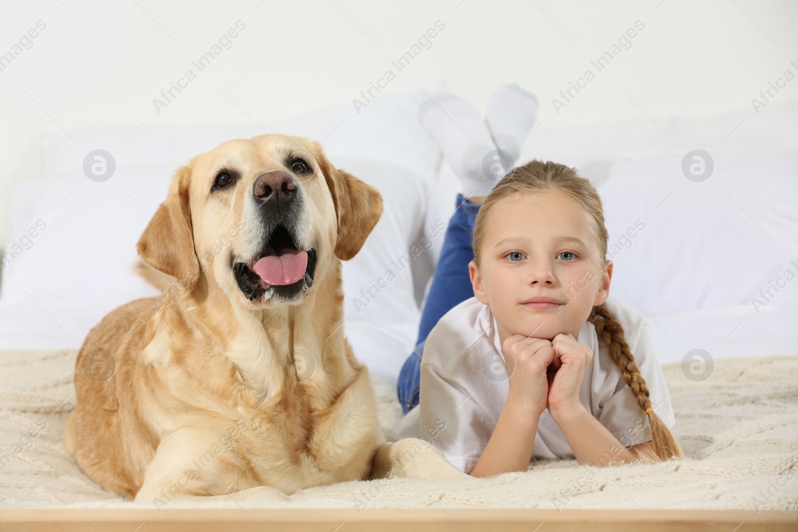 Photo of Cute child with her Labrador Retriever on bed at home. Adorable pet