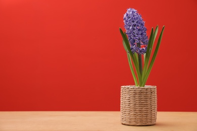 Photo of Beautiful hyacinth in wicker pot on table against color background, space for text. Spring flower