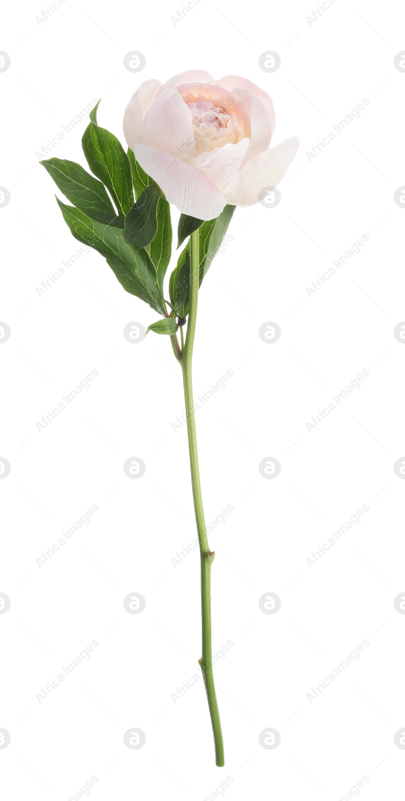 Photo of Beautiful fragrant peony flower isolated on white