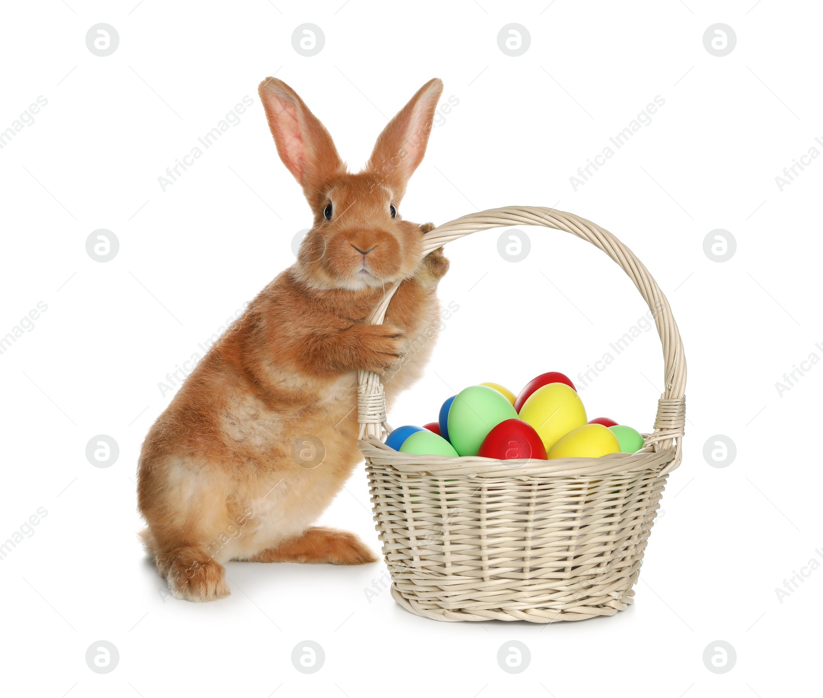 Photo of Adorable furry Easter bunny near wicker basket with dyed eggs on white background