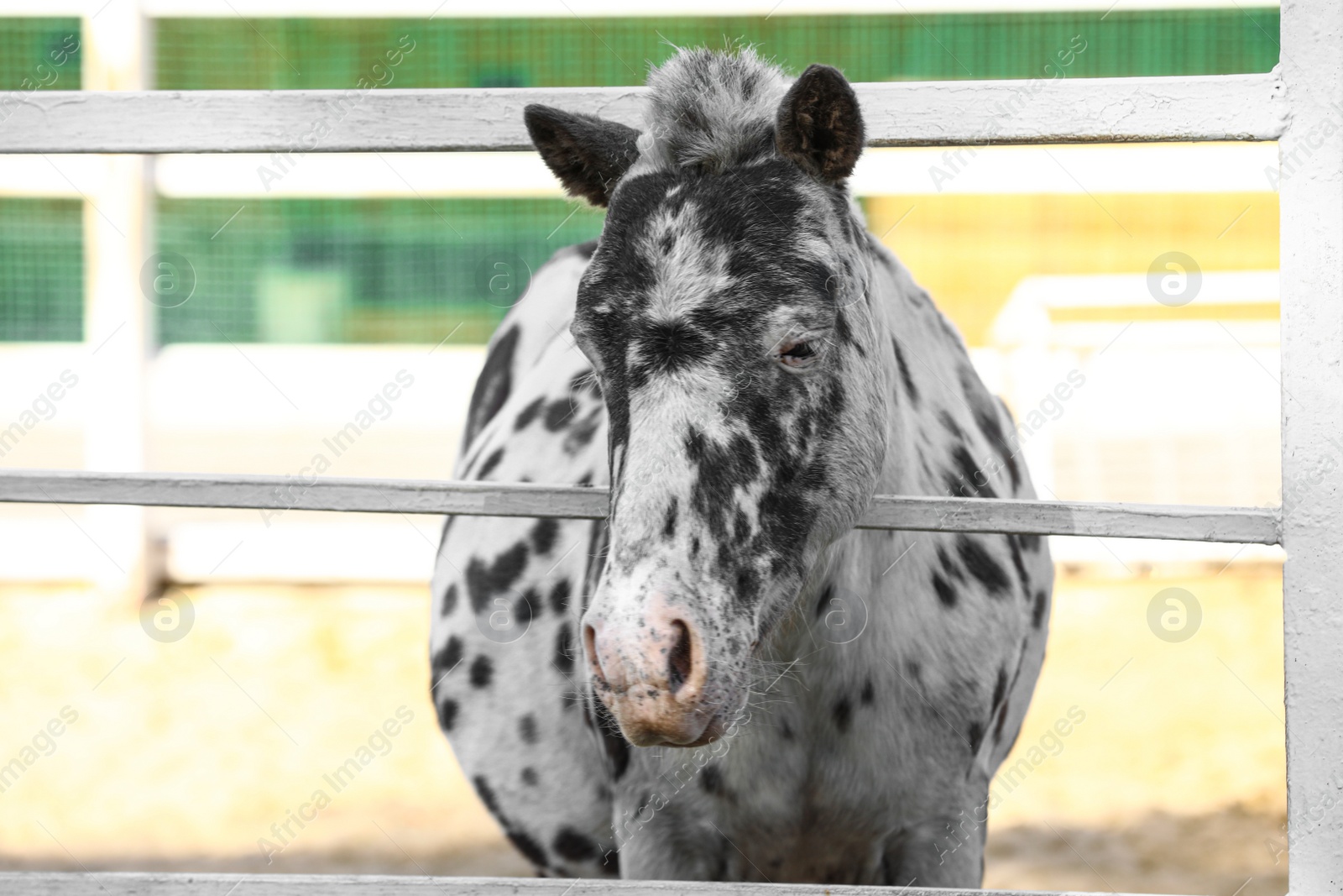 Photo of Dapple grey miniature horse at fence outdoors