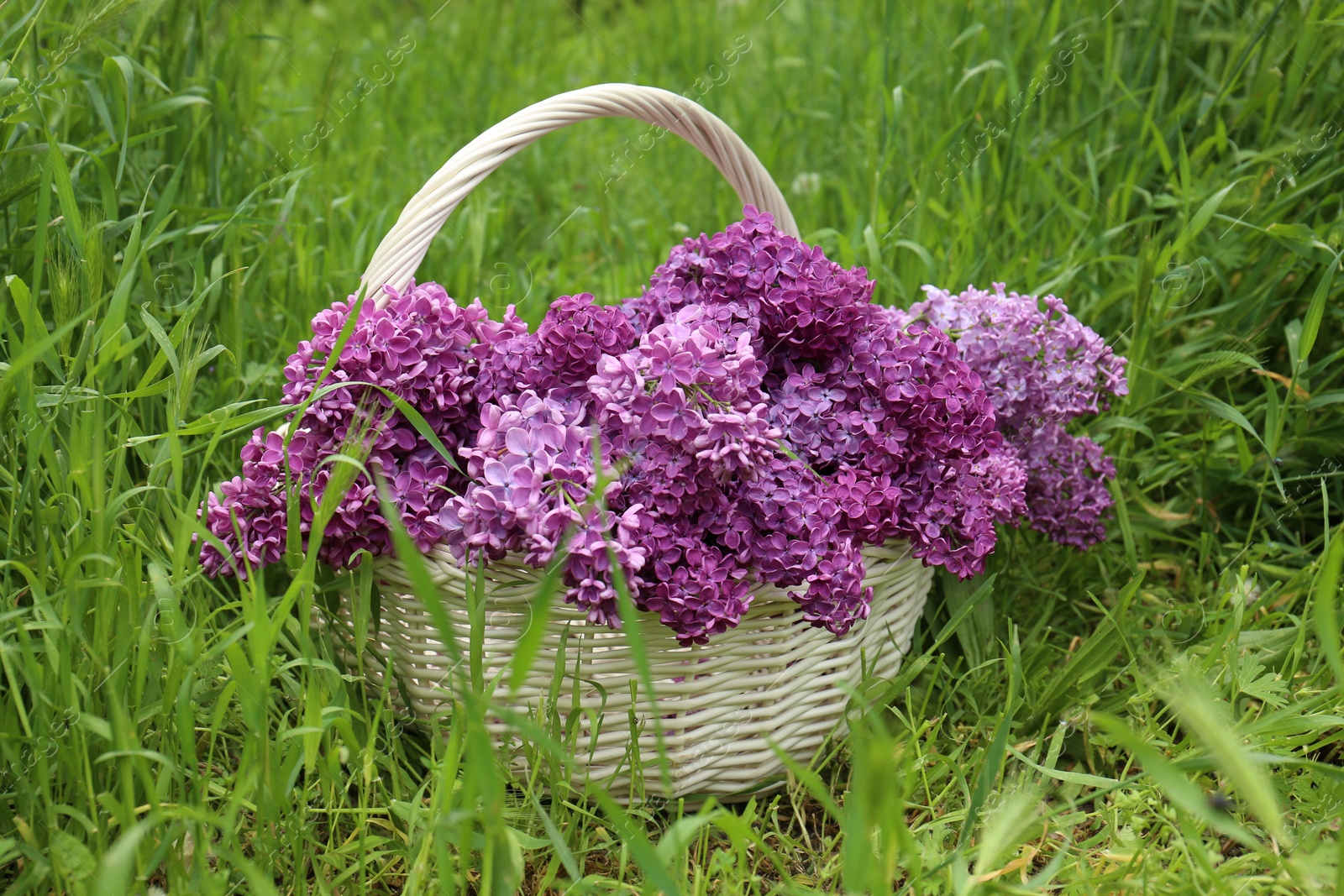 Photo of Beautiful lilac flowers in wicker basket on green grass outdoors