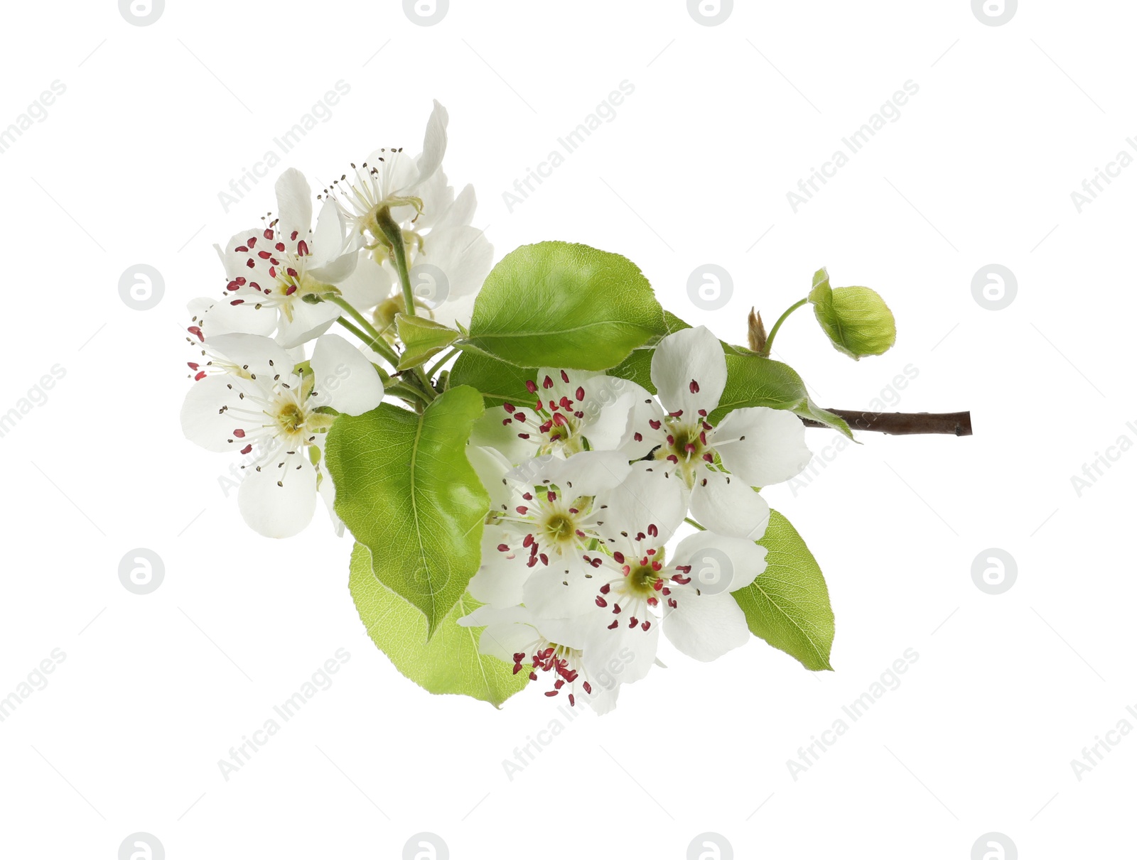 Photo of Beautiful blossoming pear tree branch with flowers on white background