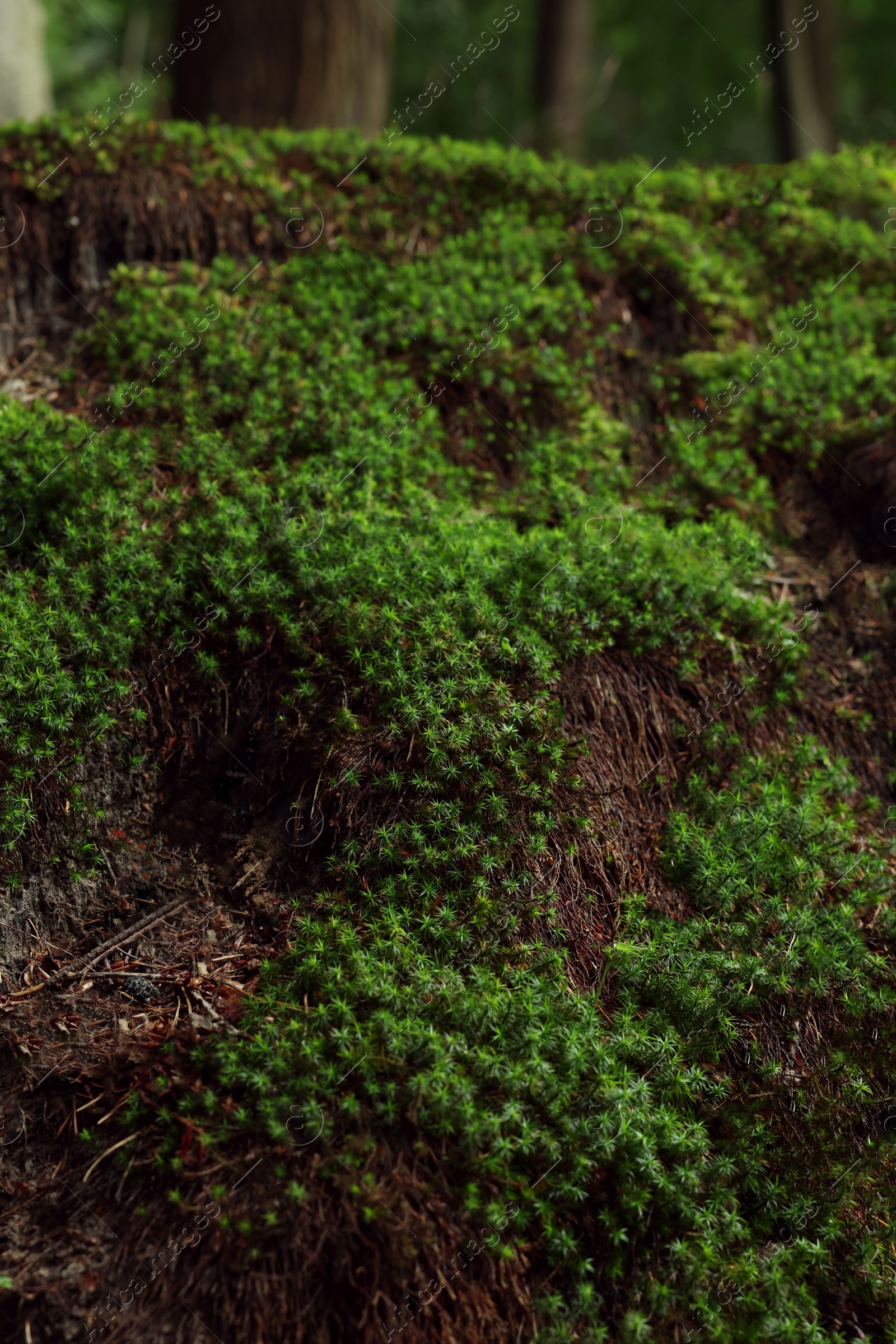 Photo of Beautiful green moss and wild plants growing in forest