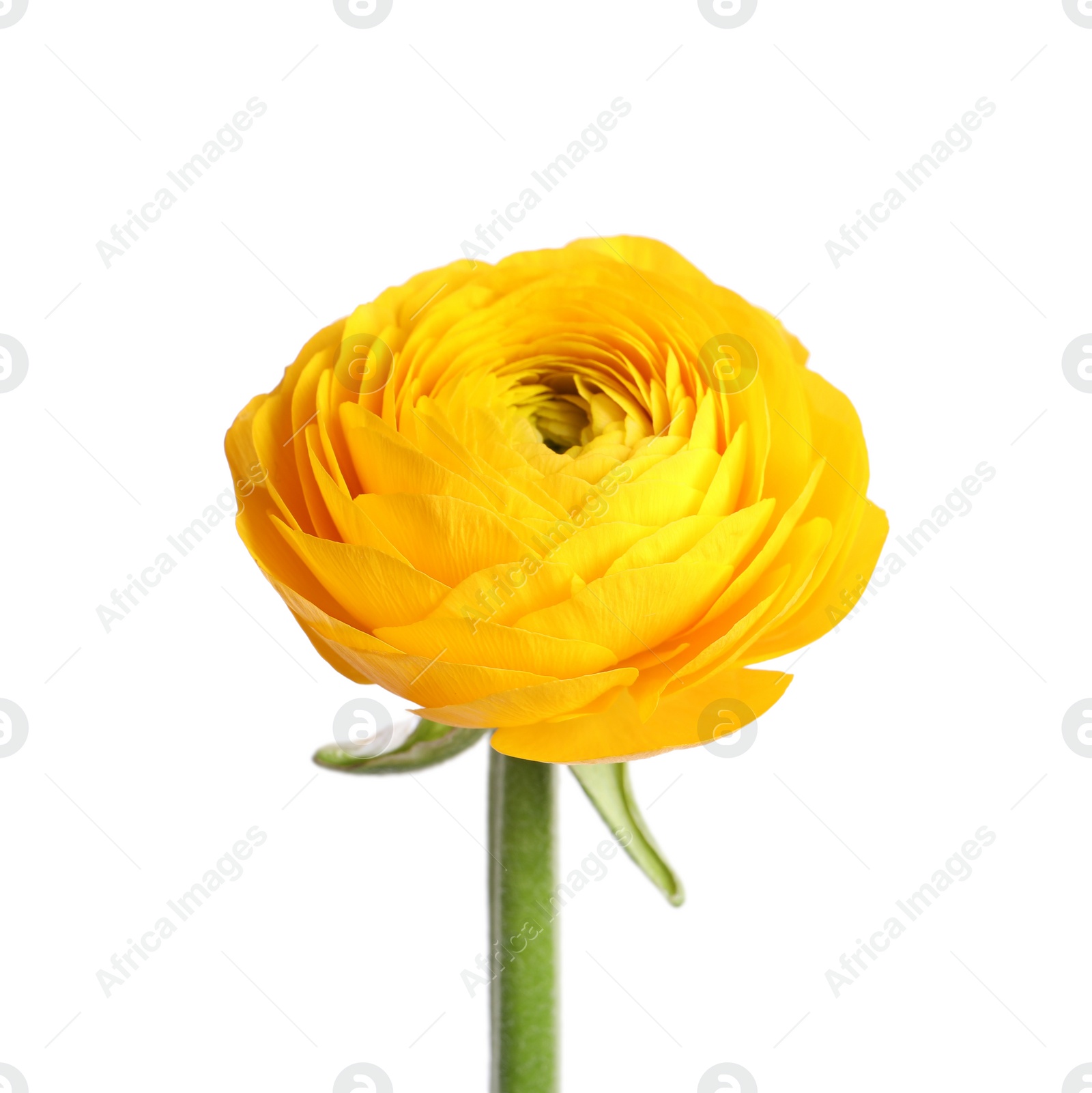 Photo of Beautiful fresh ranunculus flower isolated on white