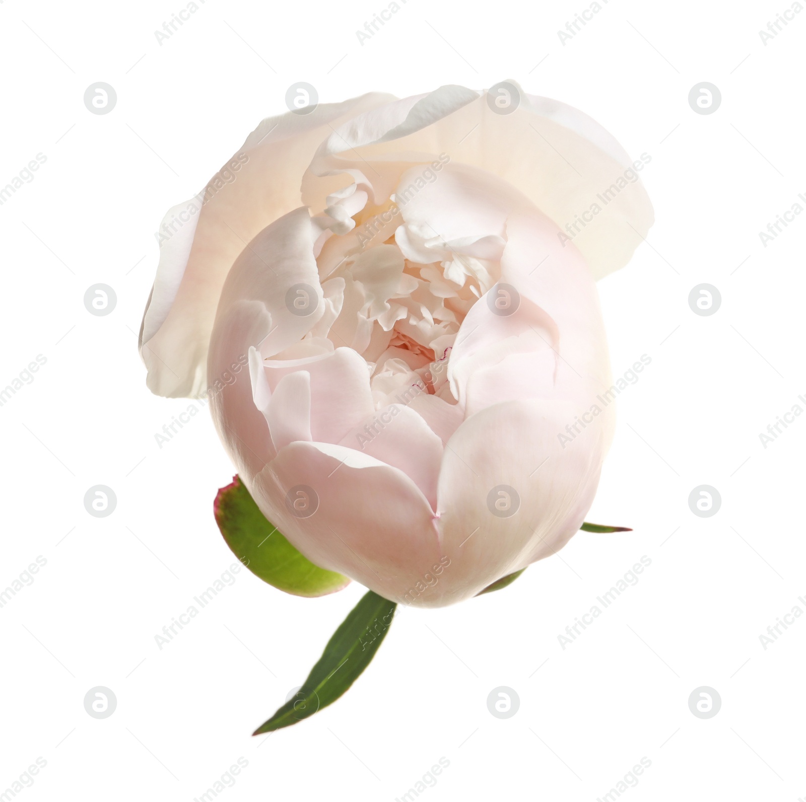 Photo of Beautiful blooming peony flower on white background