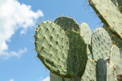 Photo of Beautiful prickly pear cactus growing against blue sky, closeup