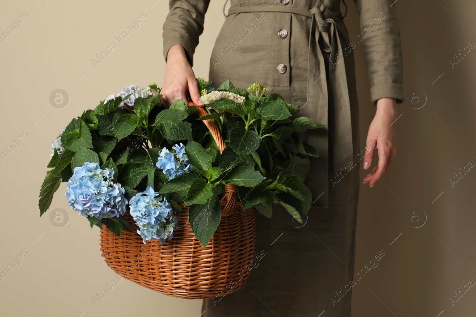 Photo of Woman with basket of beautiful hortensia flowers on beige background, closeup