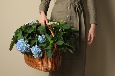 Photo of Woman with basket of beautiful hortensia flowers on beige background, closeup