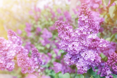 Photo of Blossoming lilac outdoors on spring day