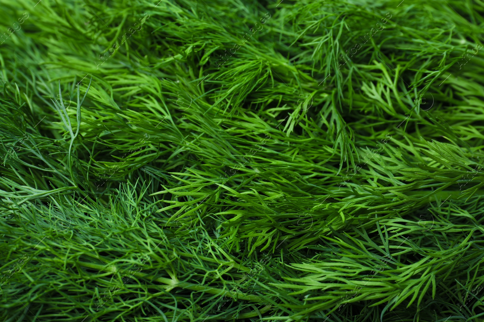 Photo of Green fresh dill as background, closeup view