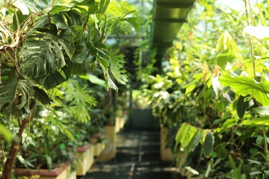 Different plants with lush foliage in greenhouse