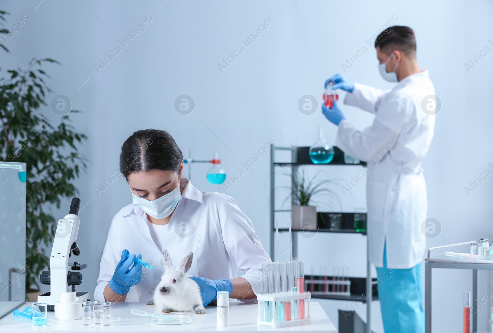 Photo of Scientist with syringe and rabbit in chemical laboratory. Animal testing