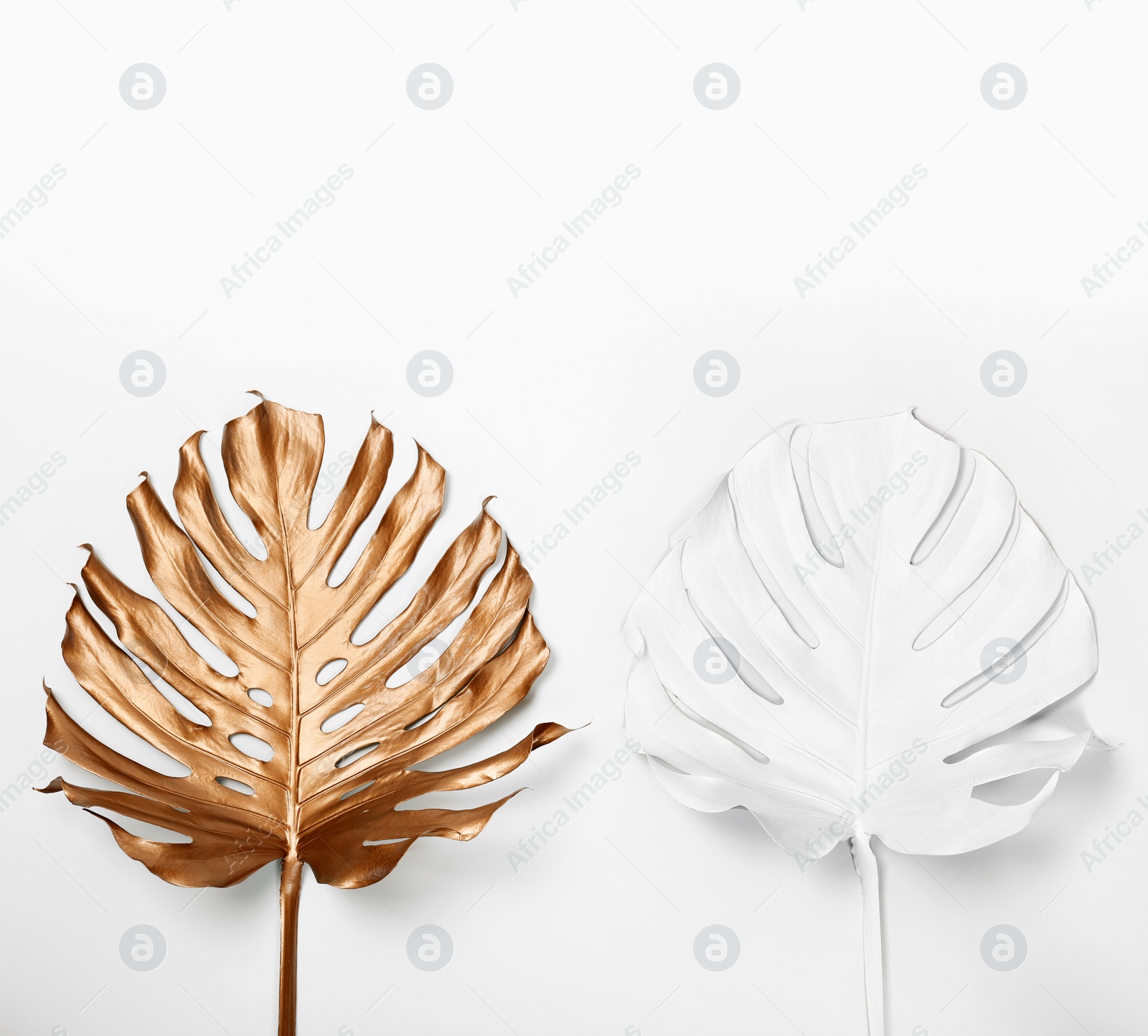 Photo of Painted tropical Monstera leaves on white background, top view