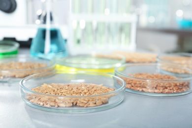 Photo of Petri dishes with cereal grains on table in laboratory. Chemical laboratory