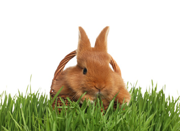 Photo of Adorable fluffy bunny in wicker basket on green grass against white background. Easter symbol