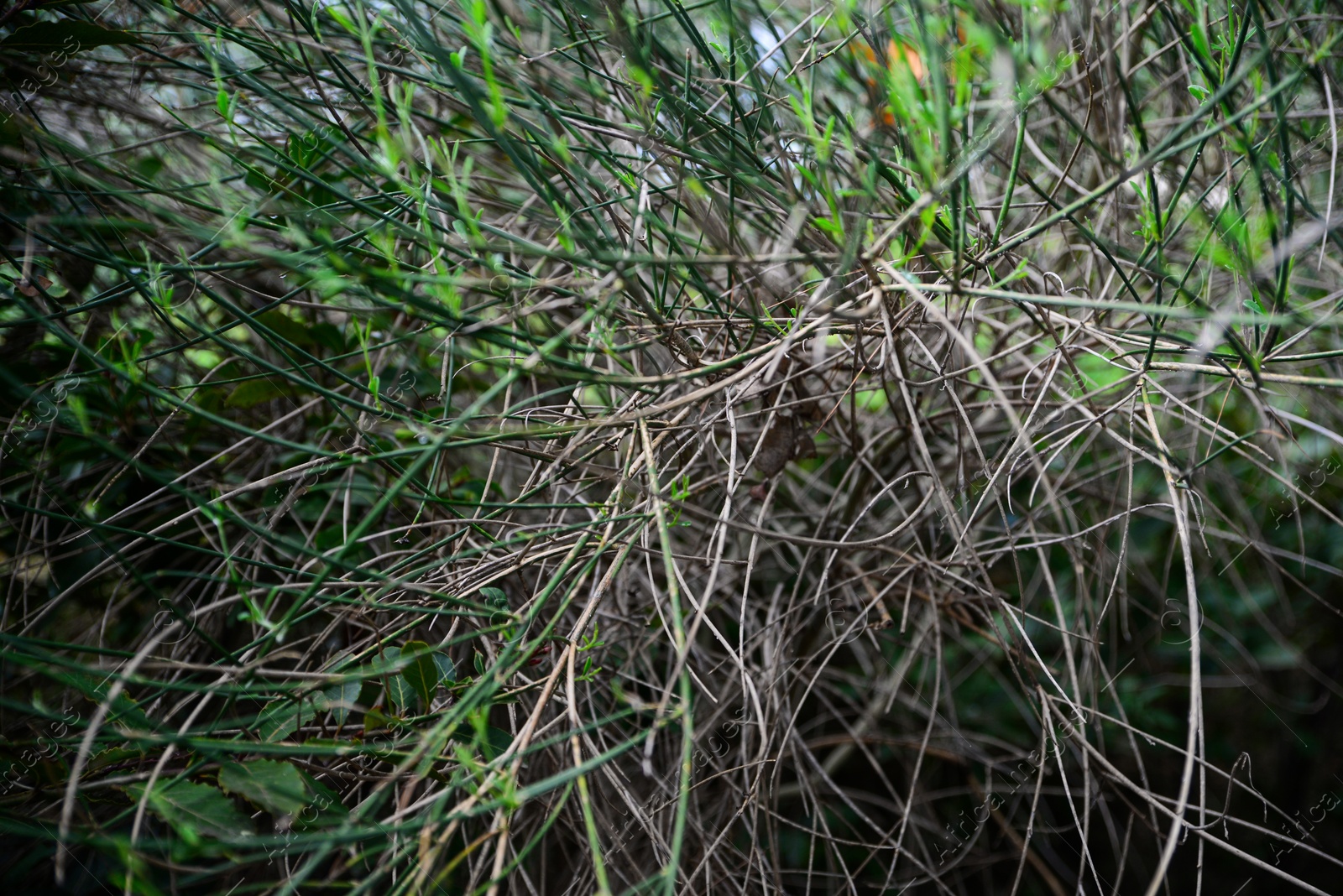 Photo of Closeup view of bush with bare twigs outdoors