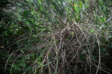 Photo of Closeup view of bush with bare twigs outdoors