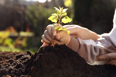 Mother and daughter planting young tree in garden, closeup