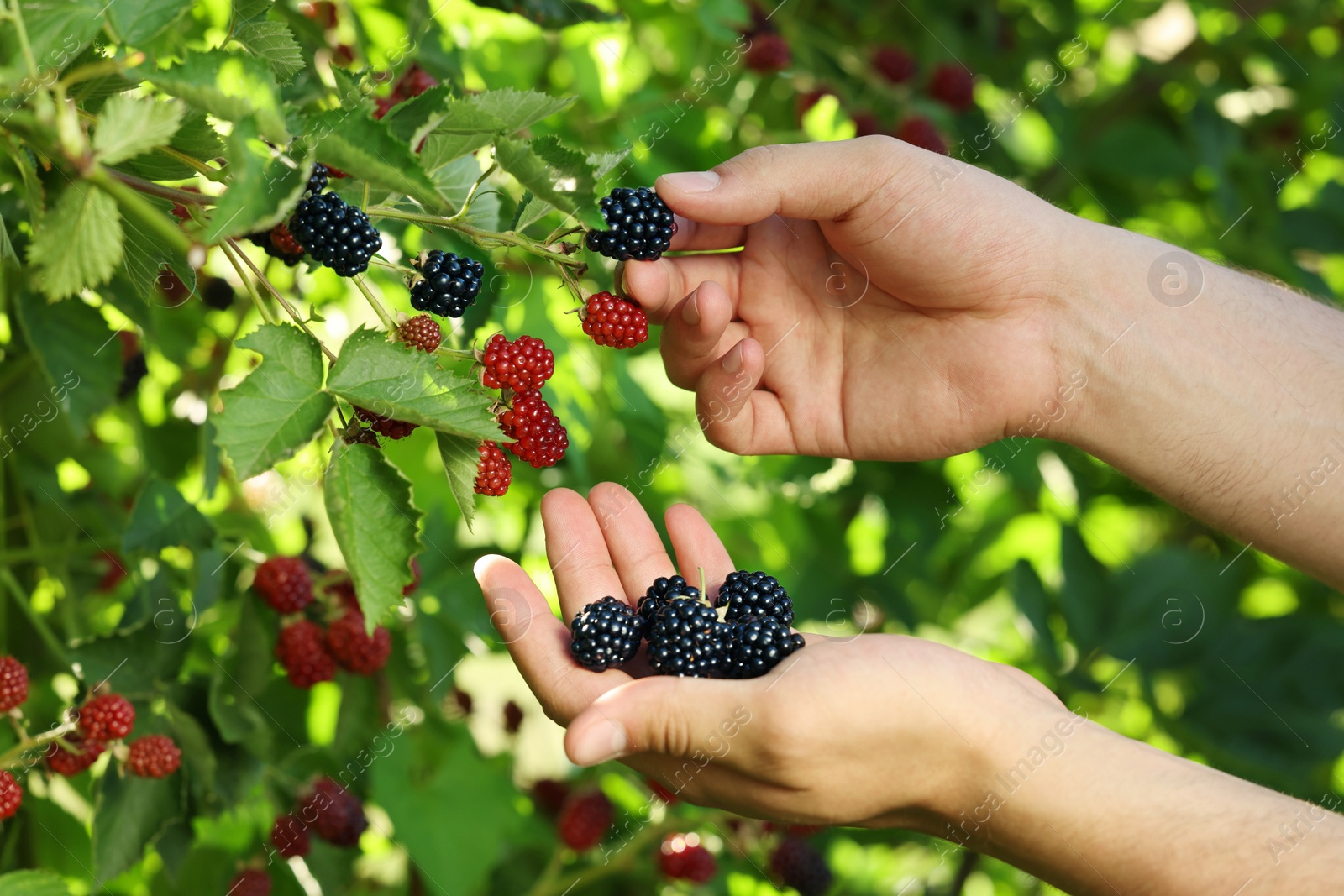 Photo of Woman picking ripe blackberries from bush outdoors, closeup