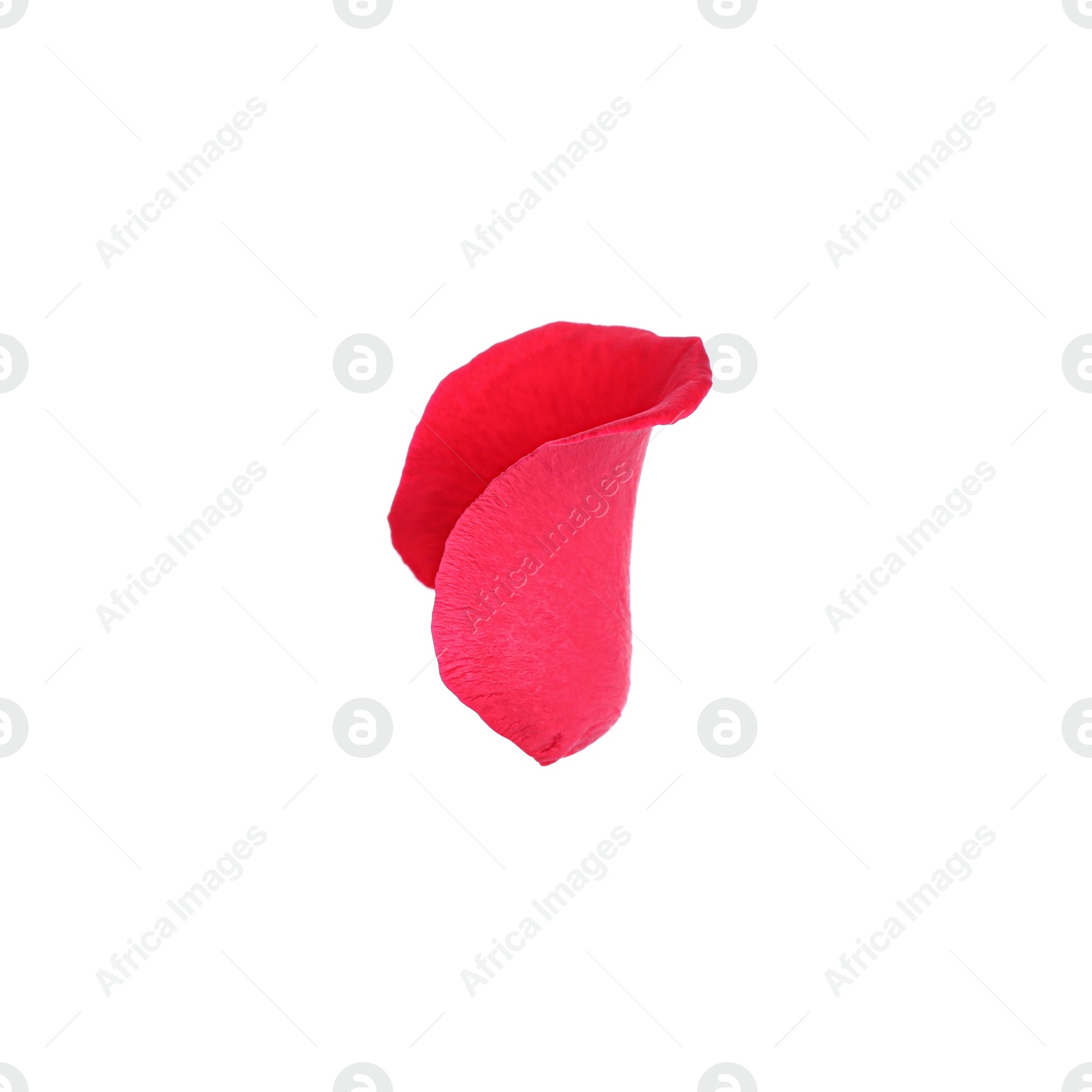 Photo of Tender red rose petal isolated on white