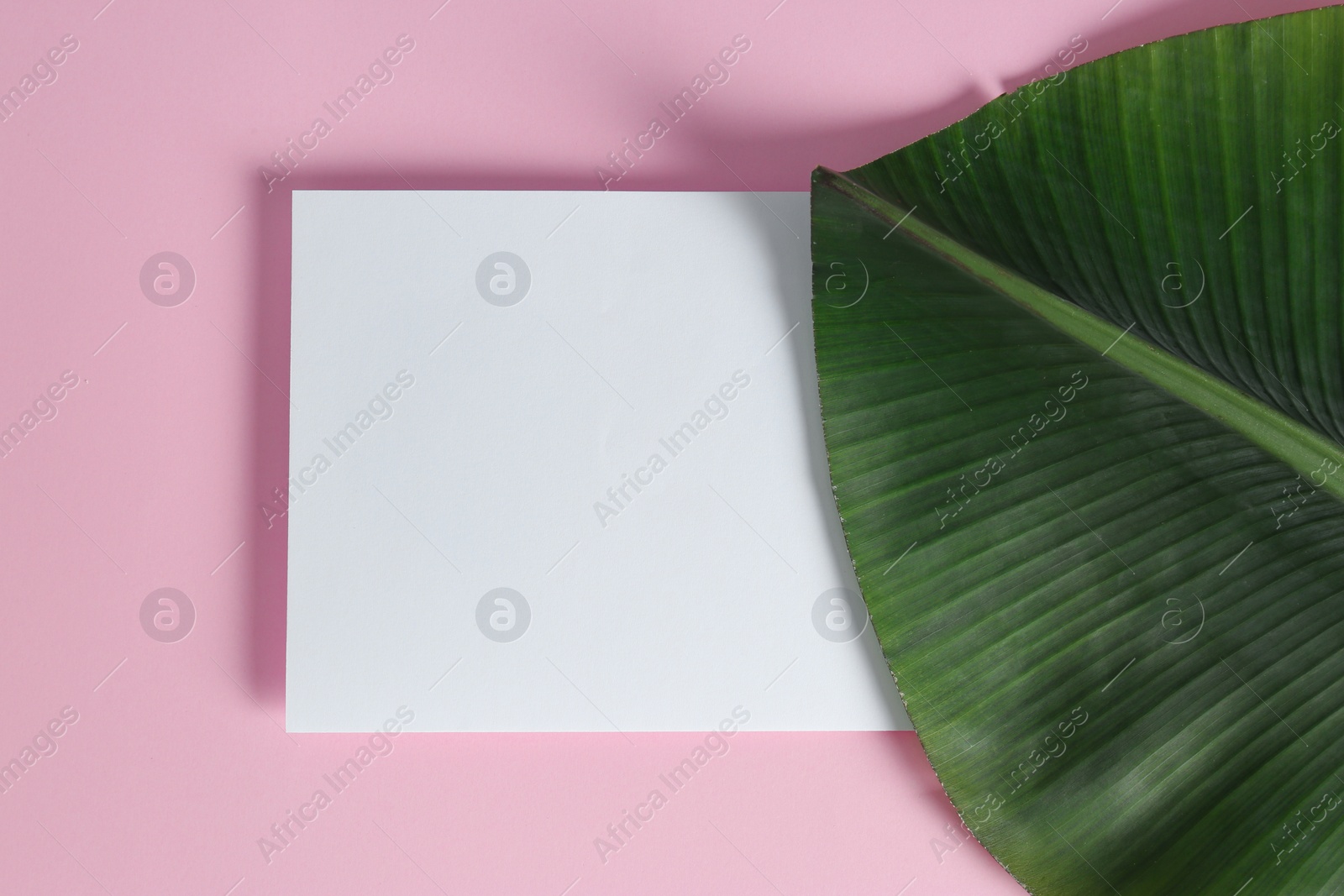 Photo of Flat lay composition with green banana leaf and space for text on color background. Tropical foliage