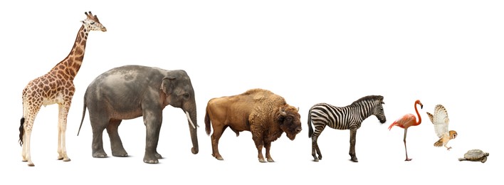 Group of different wild animals on white background, collage