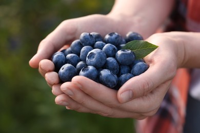 Photo of Woman holding heap of wild blueberries on blurred background, closeup. Seasonal berries