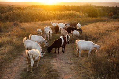 Farm animals. Goats on dirt road near pasture in evening