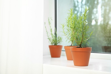 Photo of Potted green rosemary bushes on window sill. Space for text