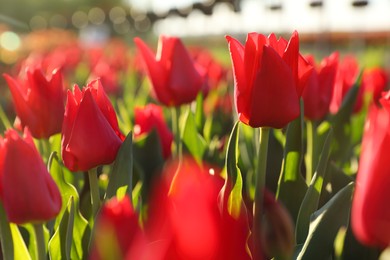 Photo of Beautiful blooming tulips in field on sunny day