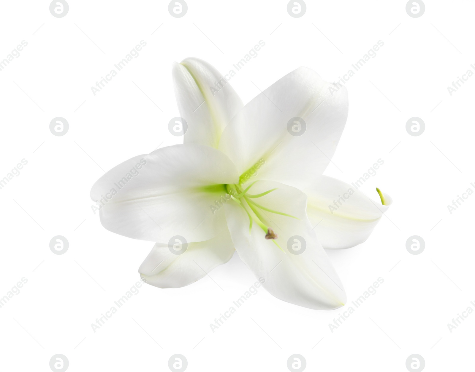 Photo of Beautiful fresh lily flower isolated on white