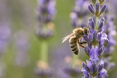 Honeybee collecting nectar from beautiful lavender flower outdoors, closeup. Space for text