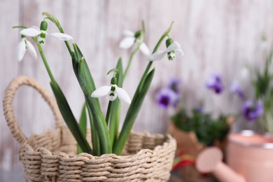 Photo of Beautiful fresh snowdrops in basket, closeup view