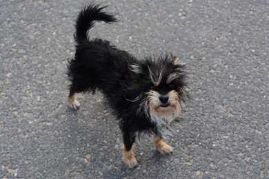 Photo of Lonely stray dog on asphalt. Homeless pet