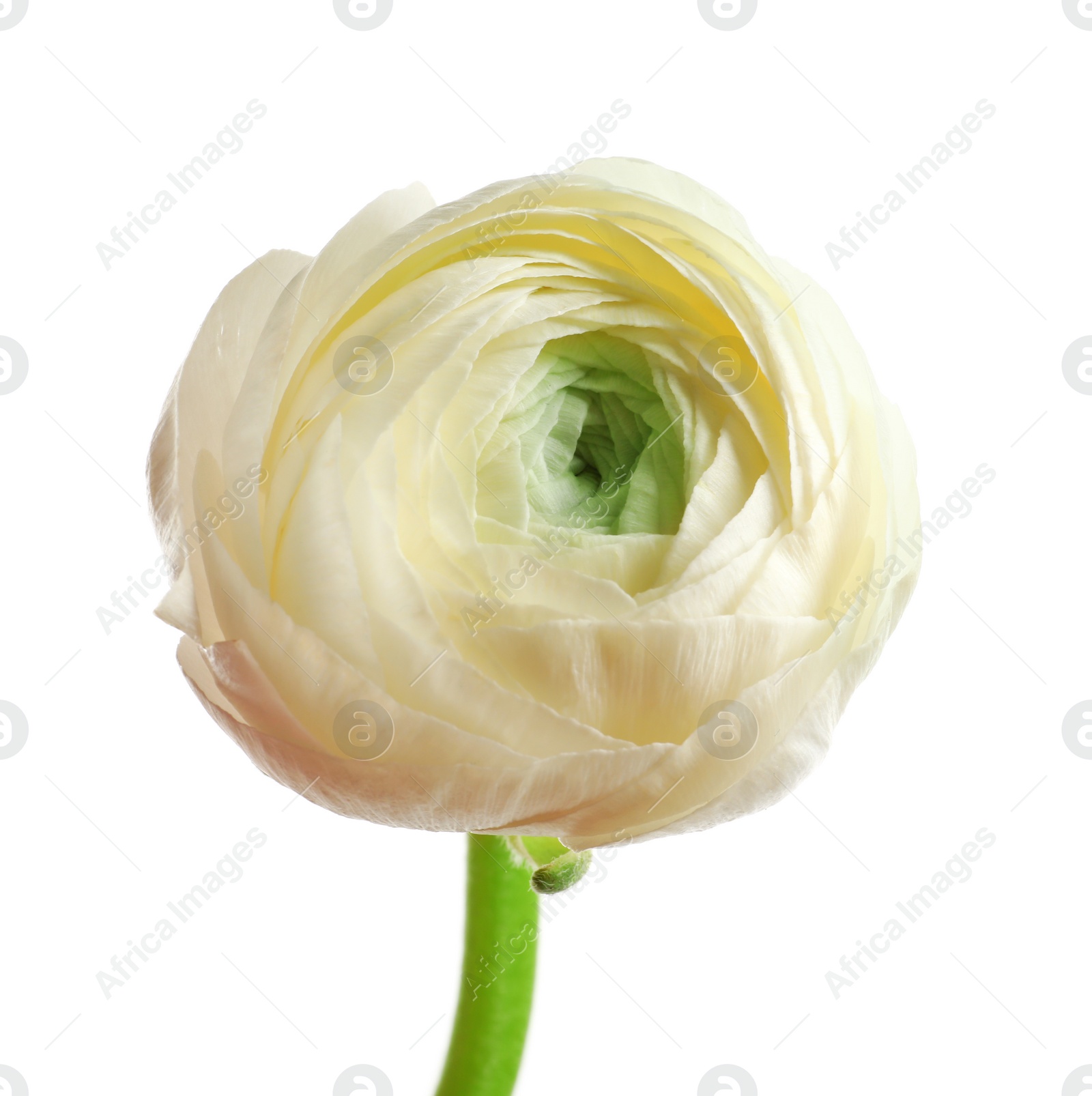 Photo of Beautiful ranunculus flower on white background