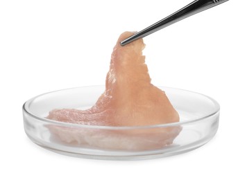 Photo of Taking raw cultured meat out of Petri dish with tweezers on white background