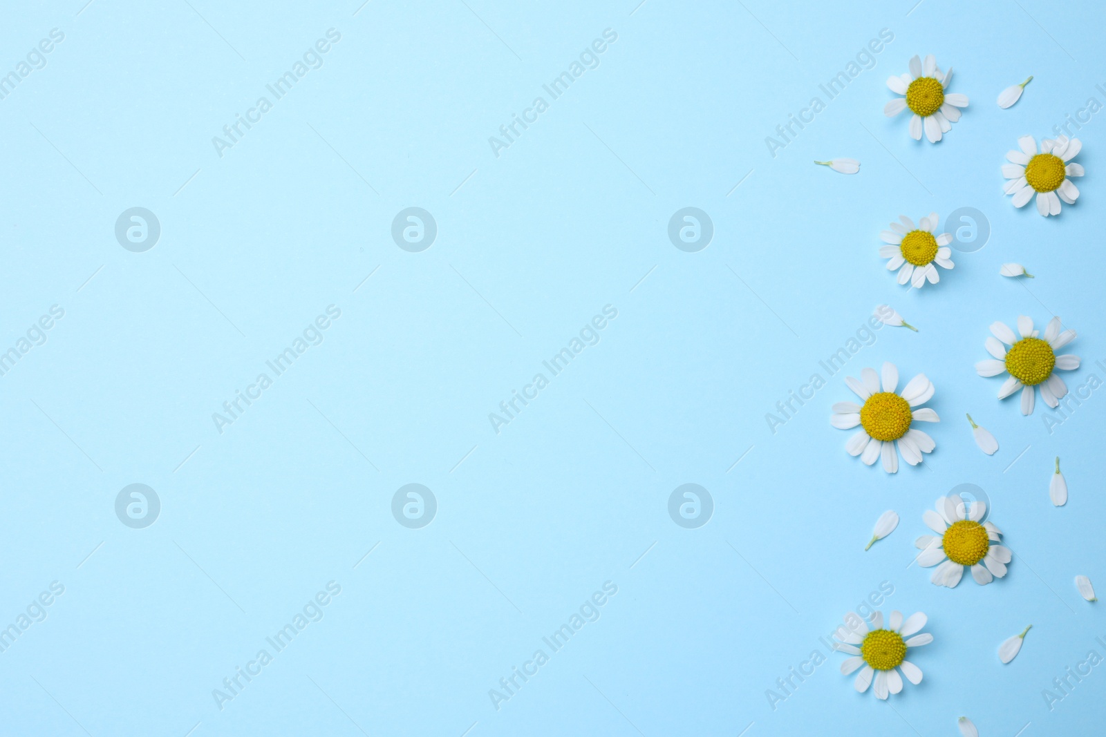 Photo of Beautiful chamomile flowers on light blue background, flat lay. Space for text