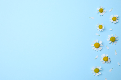 Beautiful chamomile flowers on light blue background, flat lay. Space for text