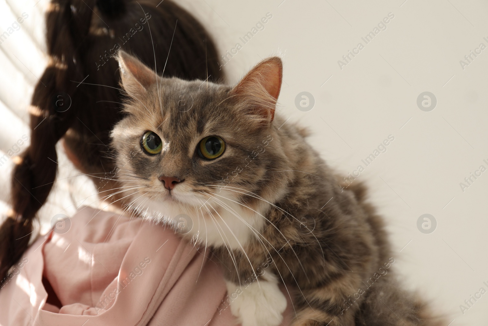 Photo of Little girl with cute cat at home. First pet