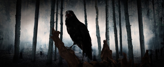 Image of Black crow croaking in creepy misty forest, banner design. Fantasy world
